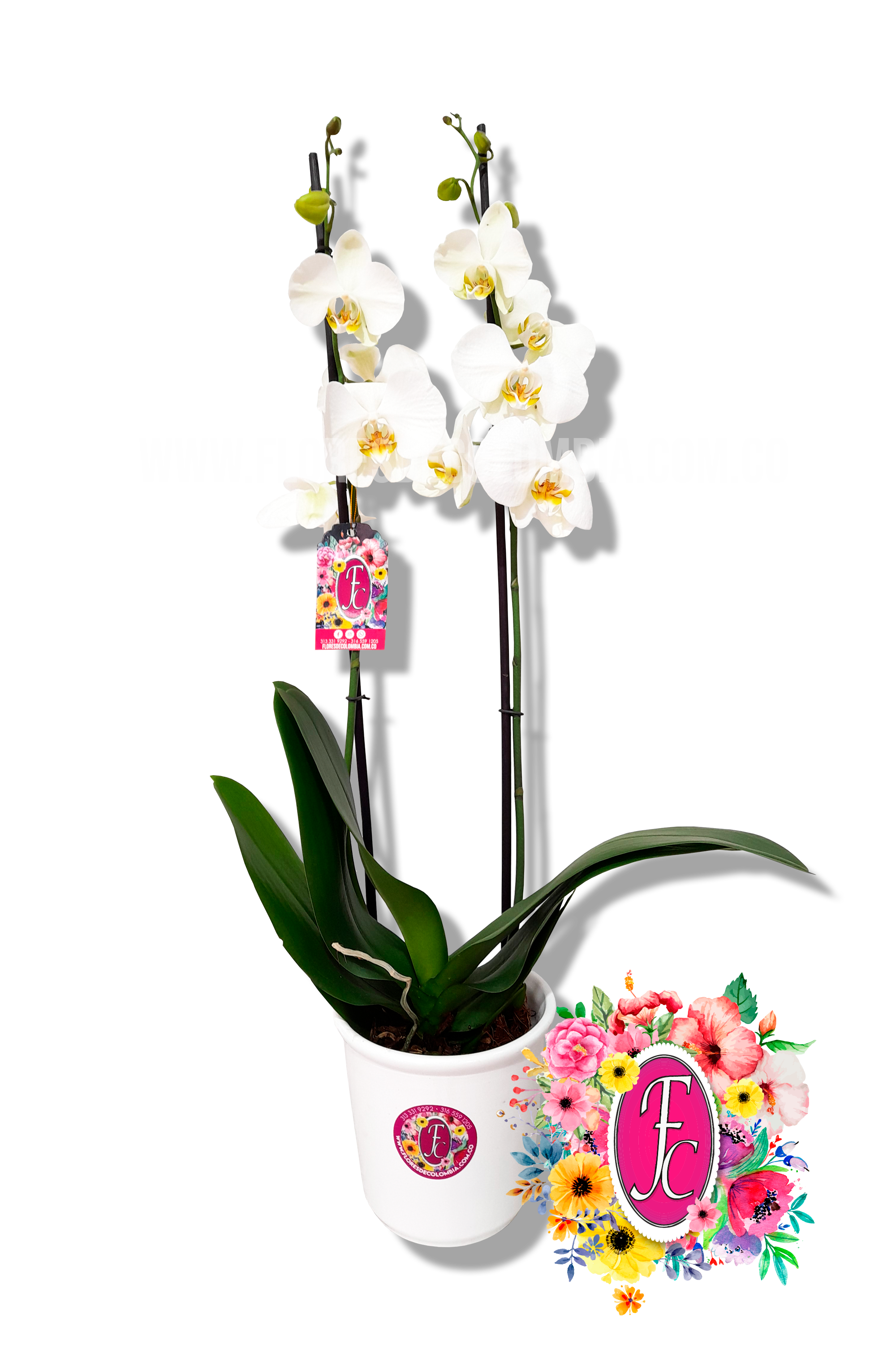 Orquidea planta blanca - Flores de Colombia