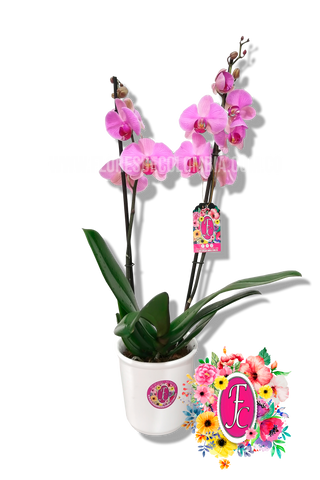 Orquidea planta morada - Flores de Colombia