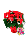 Planta Nochebuena │ Flores de Colombia